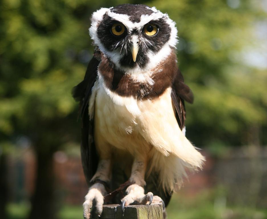 Exmoor Owl & Hawk Centre Bed & Breakfast Bossington Luaran gambar